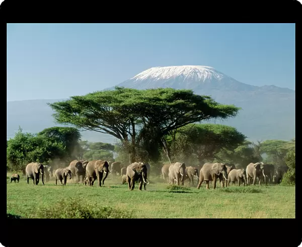 African Elephants - With Mount Kilimanjaro in background Amboseli National Park, Kenya, Africa