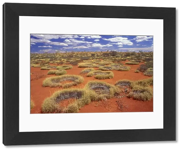Western Australia - little sandy desert, vegetated sand dunes of Old Spinifex plants Triodia sp