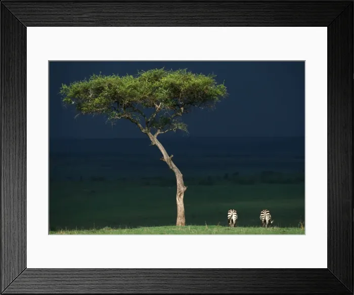 Framed Print : Burchell's Zebra Storm clouds. Maasai Mara, Africa Framed Print : Burchell's Zebra Storm clouds. Maasai Mara, Africa