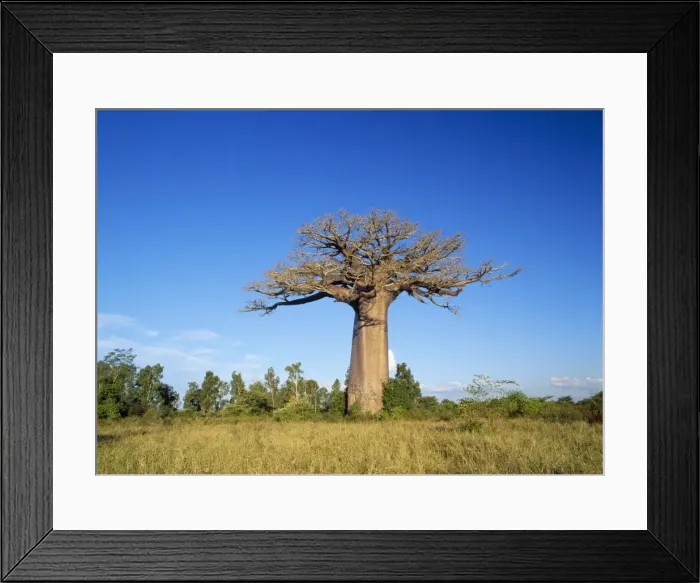 Framed Print : Baobab Tree Madagascar Framed Print : Baobab Tree Madagascar