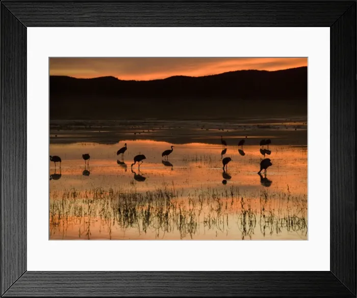 Framed Print : Sandhill Cranes - at sunset Bosque del Apache National Wildlife Refuge Framed Print : Sandhill Cranes - at sunset Bosque del Apache National Wildlife Refuge