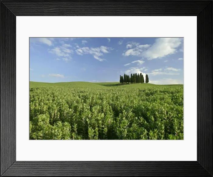 Framed Print : Cypress grove situated on hill Val d Orcia, Tuscany, Italy Framed Print : Cypress grove situated on hill Val d Orcia, Tuscany, Italy
