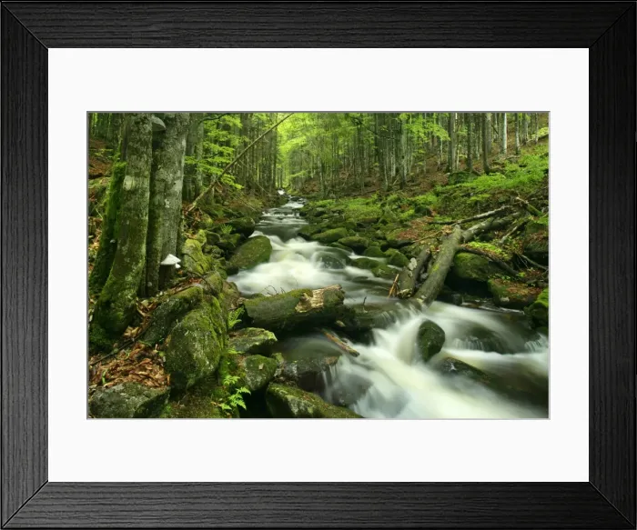 Framed Print : Stream in forest with moss covered rocks in primeval forest Bavarian Forest National Park, Bavaria, Germany Framed Print : Stream in forest with moss covered rocks in primeval forest Bavarian Forest National Park, Bavaria, Germany
