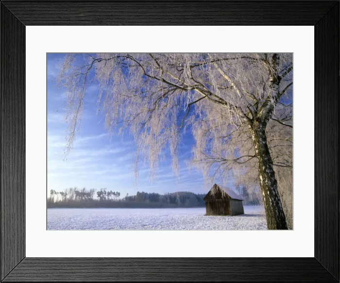 Framed Print : Birch and hut frost covered birch tree and hut in winter Bavaria, Germany Framed Print : Birch and hut frost covered birch tree and hut in winter Bavaria, Germany