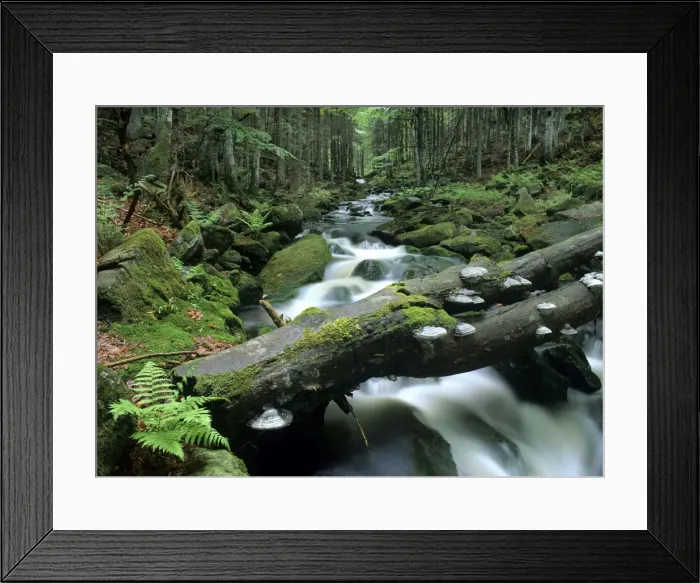 Framed Print : Brook in forest wild brook in temperate primeval forest Bavarian Forest National Park, Bavaria, Germany Framed Print : Brook in forest wild brook in temperate primeval forest Bavarian Forest National Park, Bavaria, Germany