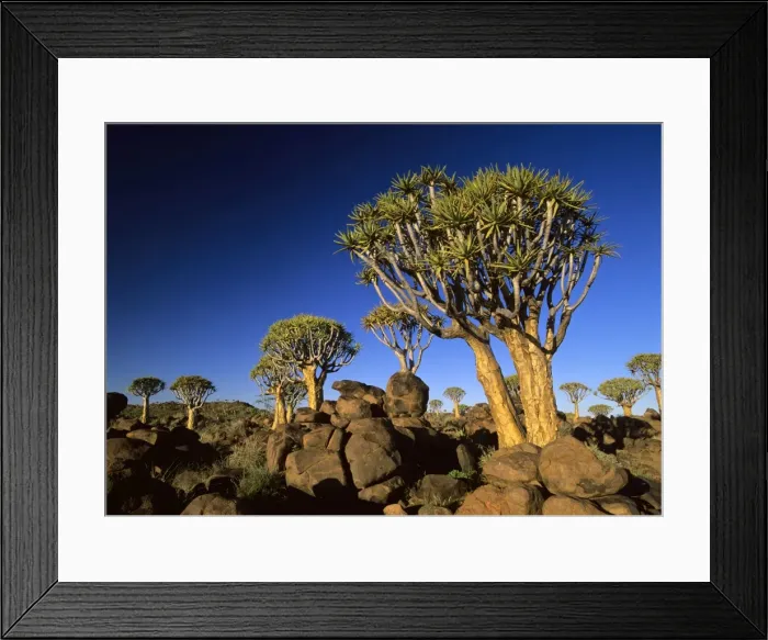 Framed Print : Quiver tree forest in early morning Keetmanshoop, Namibia, Africa Framed Print : Quiver tree forest in early morning Keetmanshoop, Namibia, Africa