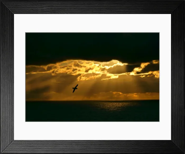 Framed Print : Fulmar in flight in front of spectacular lighting with sun beams breaking through heavy clouds Eshaness, Northmavine, North Mainland, Shetland Isles, UK Framed Print : Fulmar in flight in front of spectacular lighting with sun beams breaking through heavy clouds Eshaness, Northmavine, North Mainland, Shetland Isles, UK