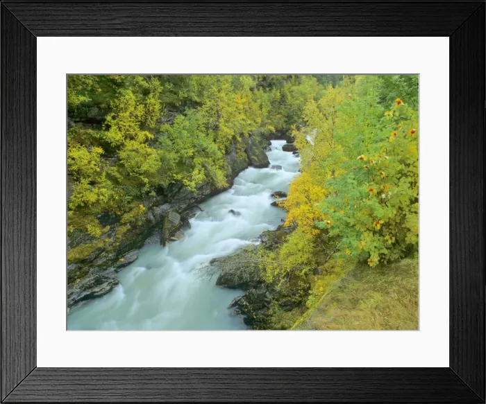 Framed Print : Torrent rushing through colourful turned birch forest in autumn Norway Framed Print : Torrent rushing through colourful turned birch forest in autumn Norway