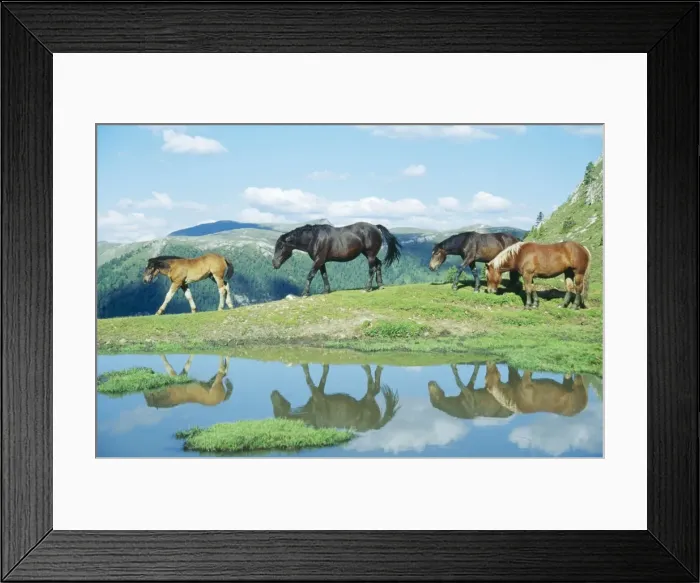 Framed Print : Horses - near mountains & pond Nockberge National Park, Austria Framed Print : Horses - near mountains & pond Nockberge National Park, Austria