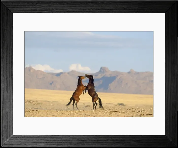 Framed Print : Namib Desert Horse - feral descendants of horses which probably were left behind by german troops in early 1900. Stallions, fighting Framed Print : Namib Desert Horse - feral descendants of horses which probably were left behind by german troops in early 1900. Stallions, fighting