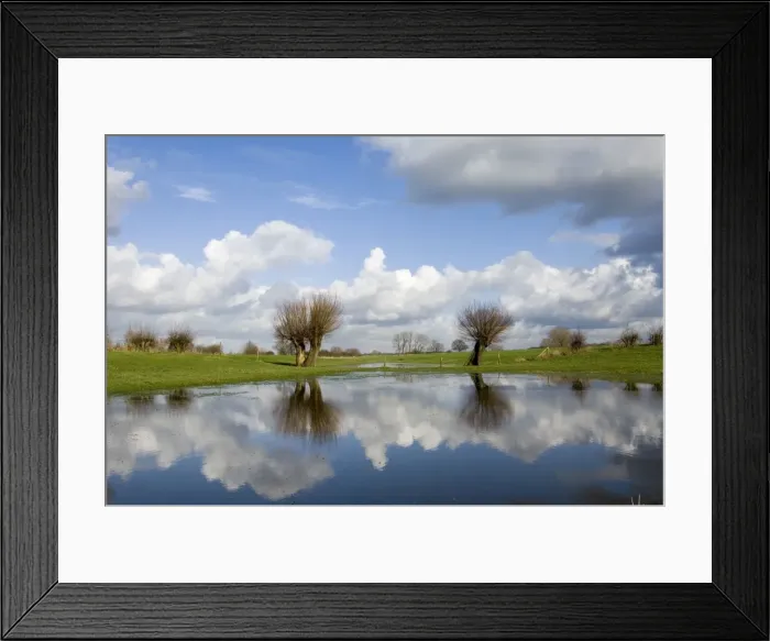 Framed Print : Pollard willow Reflections in the flooded forelands of the river IJssel, The Netherlands, in early spring Framed Print : Pollard willow Reflections in the flooded forelands of the river IJssel, The Netherlands, in early spring