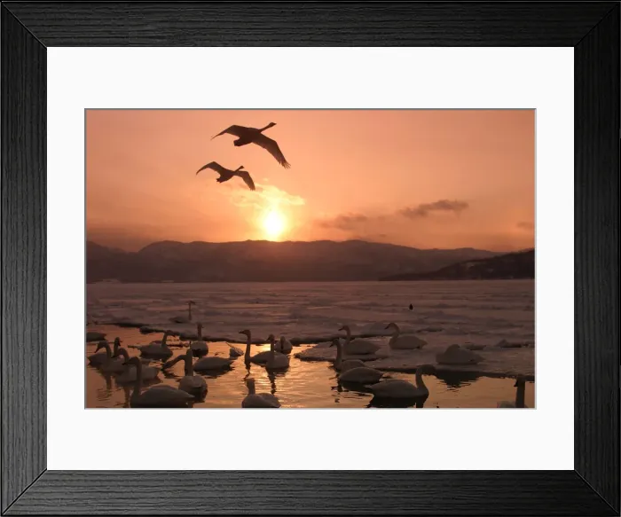 Framed Print : Whooper Swans - at sunset Lake Kushiro, Hokkaido, Japan Framed Print : Whooper Swans - at sunset Lake Kushiro, Hokkaido, Japan