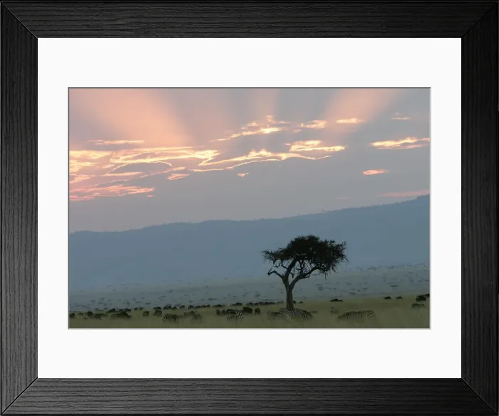 Framed Print : Savane masai mara Framed Print : Savane masai mara
