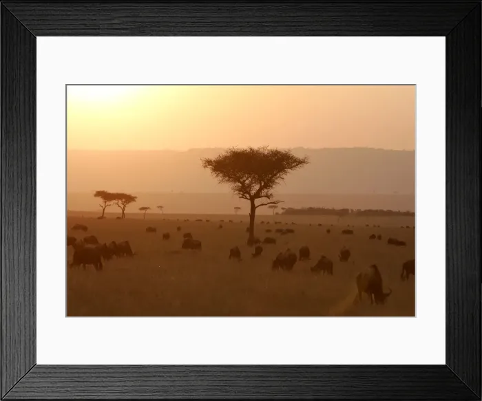 Framed Print : Savane masai mara Framed Print : Savane masai mara
