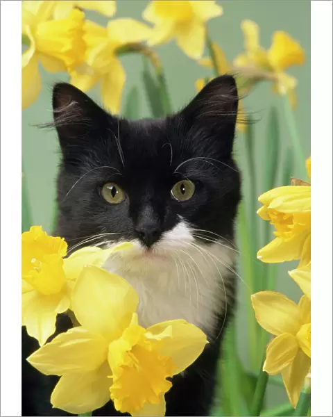Cat - kitten in daffodils