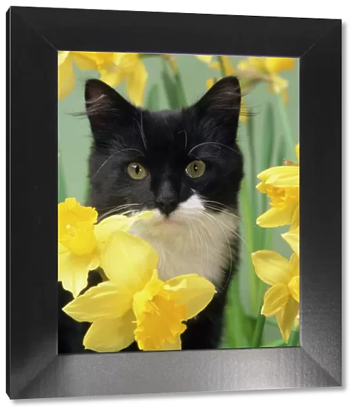 Cat - kitten in daffodils