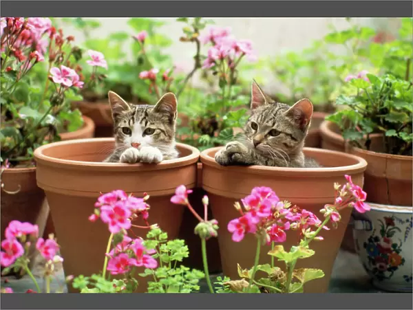 Cat - kittens in flowerpots with Geraniums