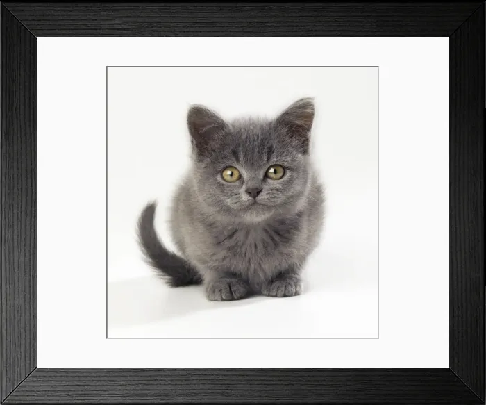 Framed Print : Cat - kitten 11 weeks old Framed Print : Cat - kitten 11 weeks old