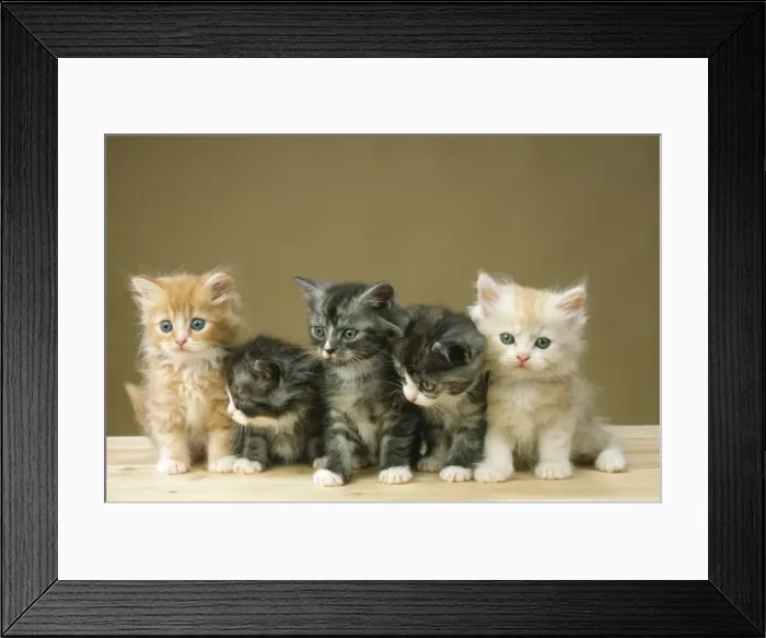 Framed Print : Cat - 5 kittens sitting together in a row Framed Print : Cat - 5 kittens sitting together in a row