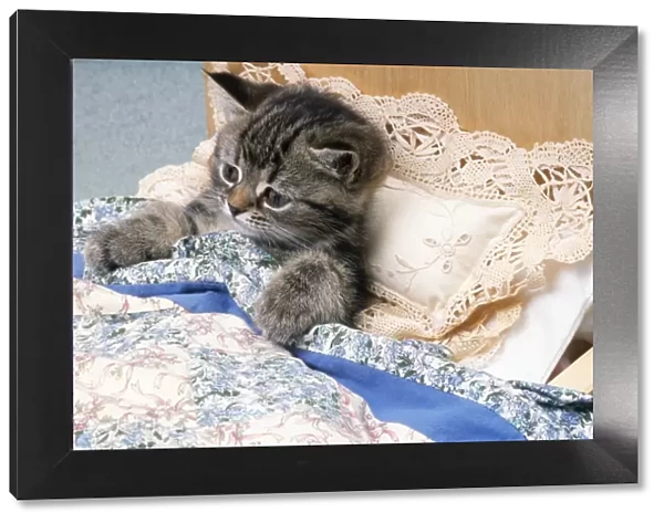 Cat - kitten in bed