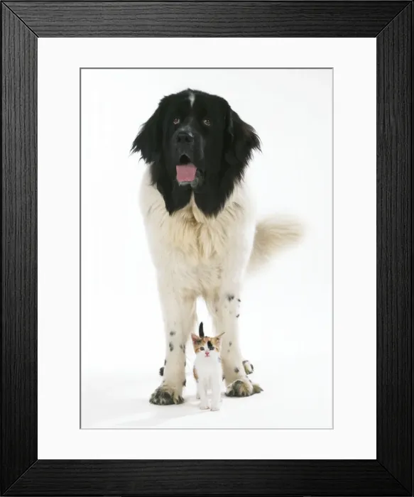 Framed Print : Newfoundland Dog - with kitten