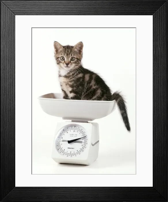 Framed Print : JD-17588. JD-17558. CAT - Kitten on scales, 55 days old Framed Print : JD-17588. JD-17558. CAT - Kitten on scales, 55 days old