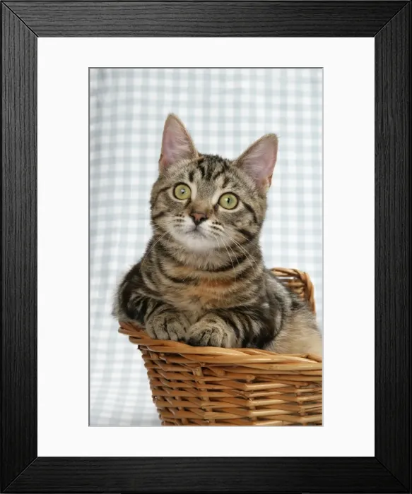 Framed Print : Kitten in a basket Framed Print : Kitten in a basket
