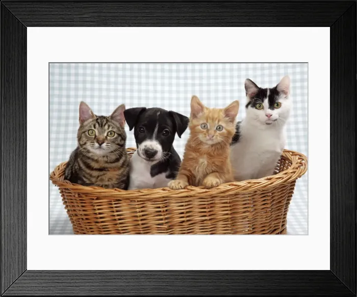 Framed Print : Three kittens and a puppy in a basket Framed Print : Three kittens and a puppy in a basket