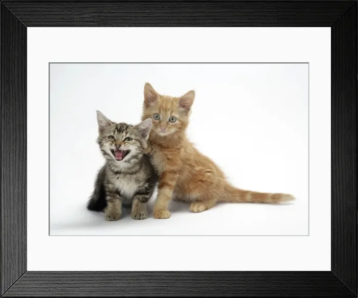 Framed Print : Two kittens