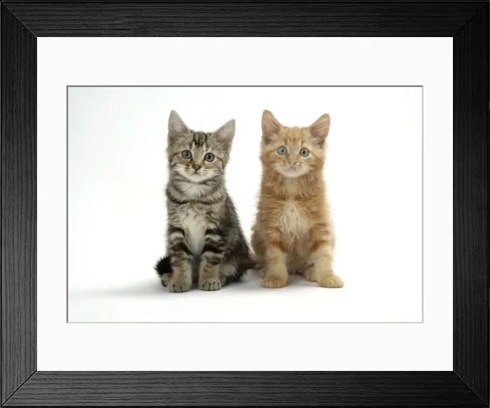 Framed Print : Cat - Two kittens Framed Print : Cat - Two kittens