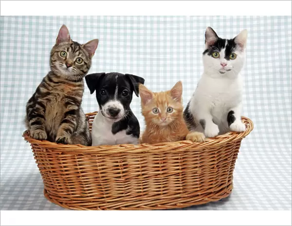 Dog and Cats - Three kittens and a puppy sitting in basket
