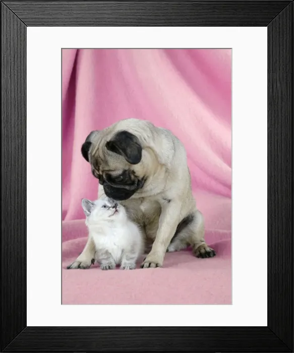 Framed Print : DOG. Pug with a kitten on pink background Framed Print : DOG. Pug with a kitten on pink background