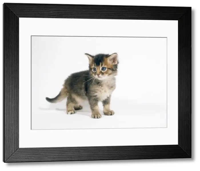 Framed Print : Somali Cat - 4 week old kitten playing Framed Print : Somali Cat - 4 week old kitten playing