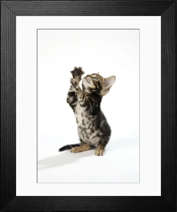 Framed Print : CAT. Brown Marble blue-eyed Bengal kitten on hind legs - 6 weeks old Framed Print : CAT. Brown Marble blue-eyed Bengal kitten on hind legs - 6 weeks old