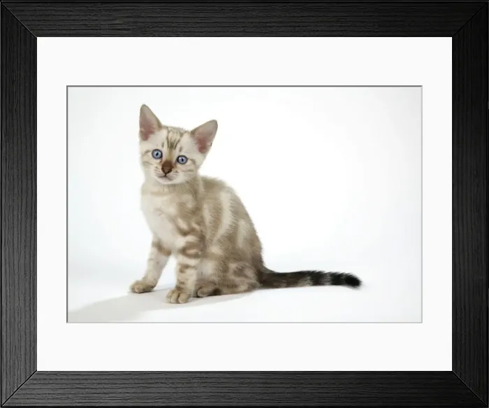 Framed Print : CAT. Snow Marble blue-eyed Bengal kitten - 6 weeks old Framed Print : CAT. Snow Marble blue-eyed Bengal kitten - 6 weeks old