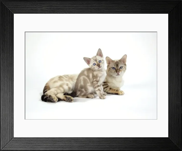 Framed Print : CAT. Snow Marble blue-eyed Bengal with kitten - 6 weeks old Framed Print : CAT. Snow Marble blue-eyed Bengal with kitten - 6 weeks old