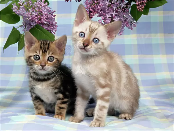 CAT. Brown Marble & Snow Marble blue-eyed Bengal kittens -6 weeks old, under lilac