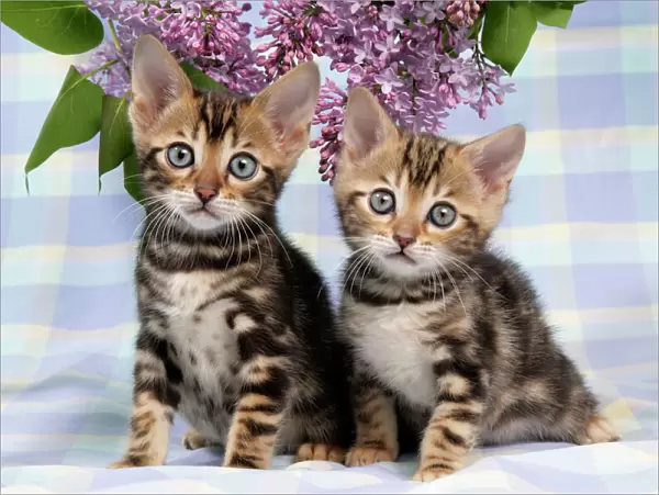 CAT. Brown Marble blue-eyed Bengal kittens - 6 weeks old, with lilac