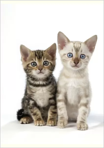 CAT. Snow Marble & Brown Marble blue-eyed Bengal kittens - 6 weeks old