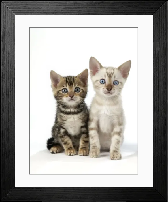 Framed Print : CAT. Snow Marble & Brown Marble blue-eyed Bengal kittens - 6 weeks old Framed Print : CAT. Snow Marble & Brown Marble blue-eyed Bengal kittens - 6 weeks old