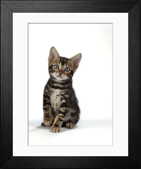 Framed Print : CAT. Brown Marble blue-eyed Bengal kitten - 6 weeks old Framed Print : CAT. Brown Marble blue-eyed Bengal kitten - 6 weeks old