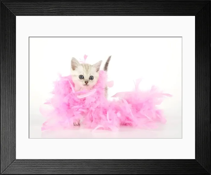 Framed Print : Cat. Asian. Chocolate classic tabby kitten (8 weeks) with feather boa Framed Print : Cat. Asian. Chocolate classic tabby kitten (8 weeks) with feather boa