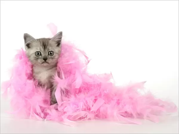 Cat. Asian. Black smoke kitten (8 weeks) with pink feather boa