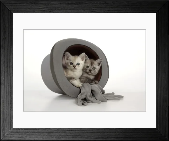 Framed Print : Cat. Asian. Chocolate classic tabby kitten (8 weeks) and black smoke kitten (8 weeks) sitting in top hat Framed Print : Cat. Asian. Chocolate classic tabby kitten (8 weeks) and black smoke kitten (8 weeks) sitting in top hat