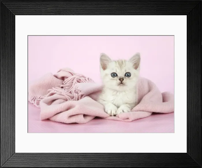 Framed Print : Cat. Asian. Chocolate classic tabby kitten (8 weeks) in pink scarf Framed Print : Cat. Asian. Chocolate classic tabby kitten (8 weeks) in pink scarf