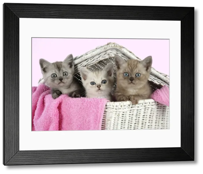 Framed Print : Cat. Asian. Black smoke, Chocolate classic tabby and Brown classic tabby smoke kittens (8 weeks) in wicker laundry basket Framed Print : Cat. Asian. Black smoke, Chocolate classic tabby and Brown classic tabby smoke kittens (8 weeks) in wicker laundry basket