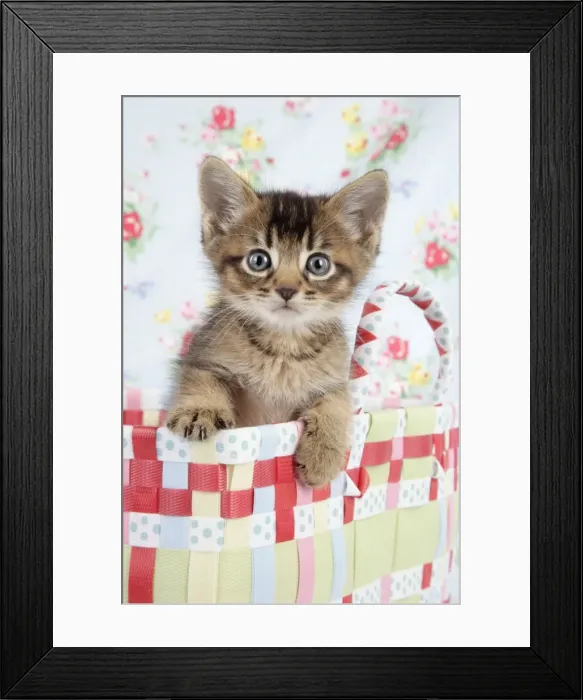 Framed Print : Cat - 6 week old Somali cross Asian kitten Framed Print : Cat - 6 week old Somali cross Asian kitten