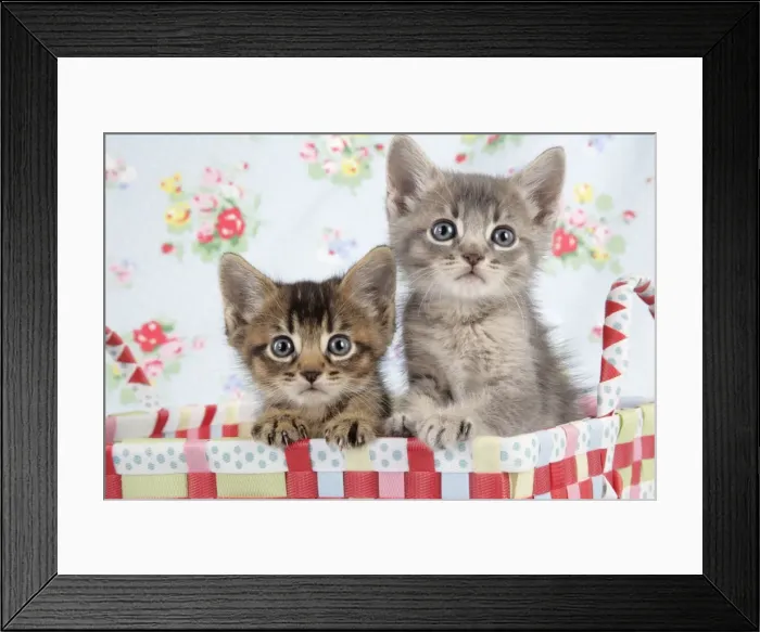 Framed Print : Cat - 6 week old Somali cross Asian kittens Framed Print : Cat - 6 week old Somali cross Asian kittens