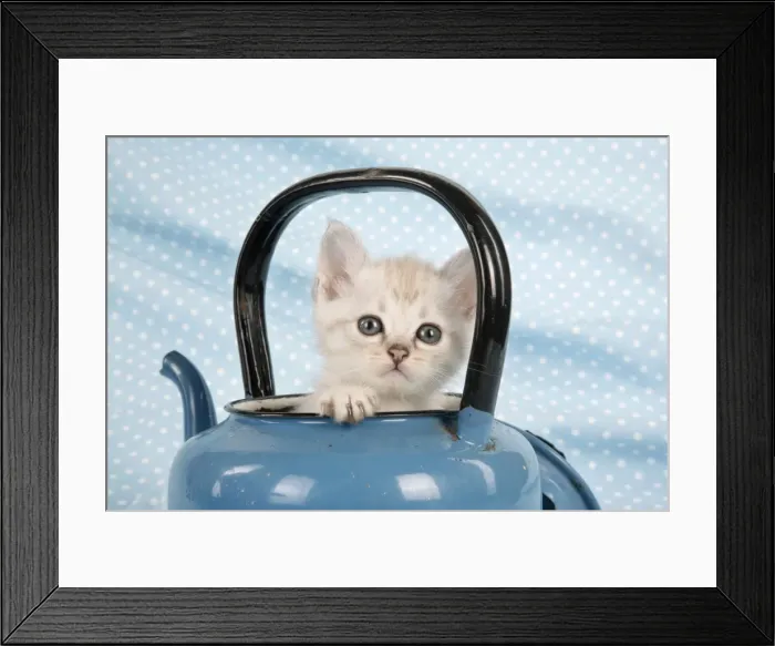 Framed Print : Cat - Cream Asian kitten in teapot Framed Print : Cat - Cream Asian kitten in teapot