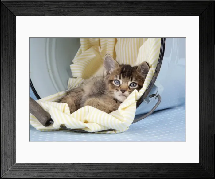 Framed Print : Cat - 6 week old Somali cross Asian kitten in bucket Framed Print : Cat - 6 week old Somali cross Asian kitten in bucket